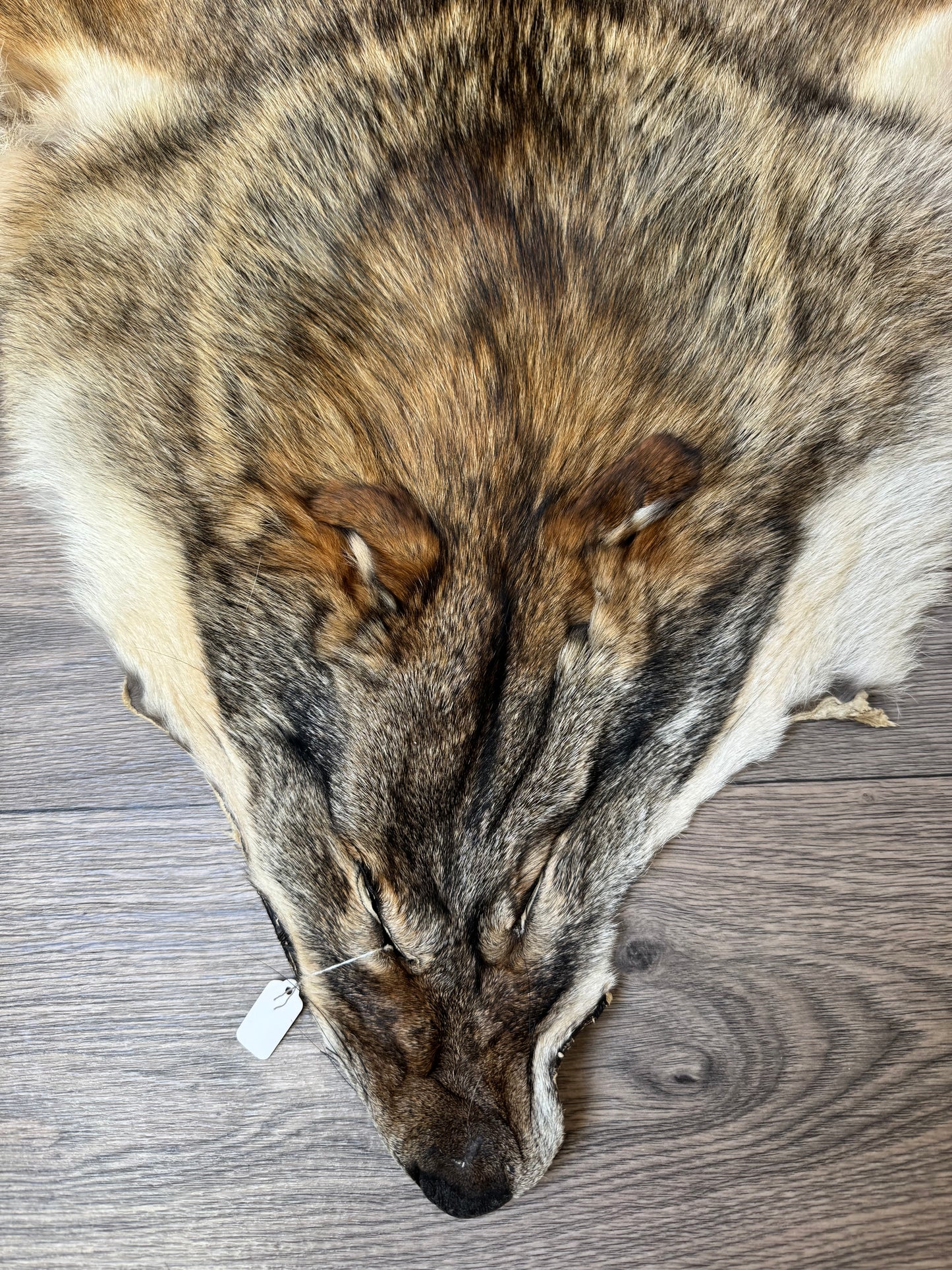 Coyote pelt (2)