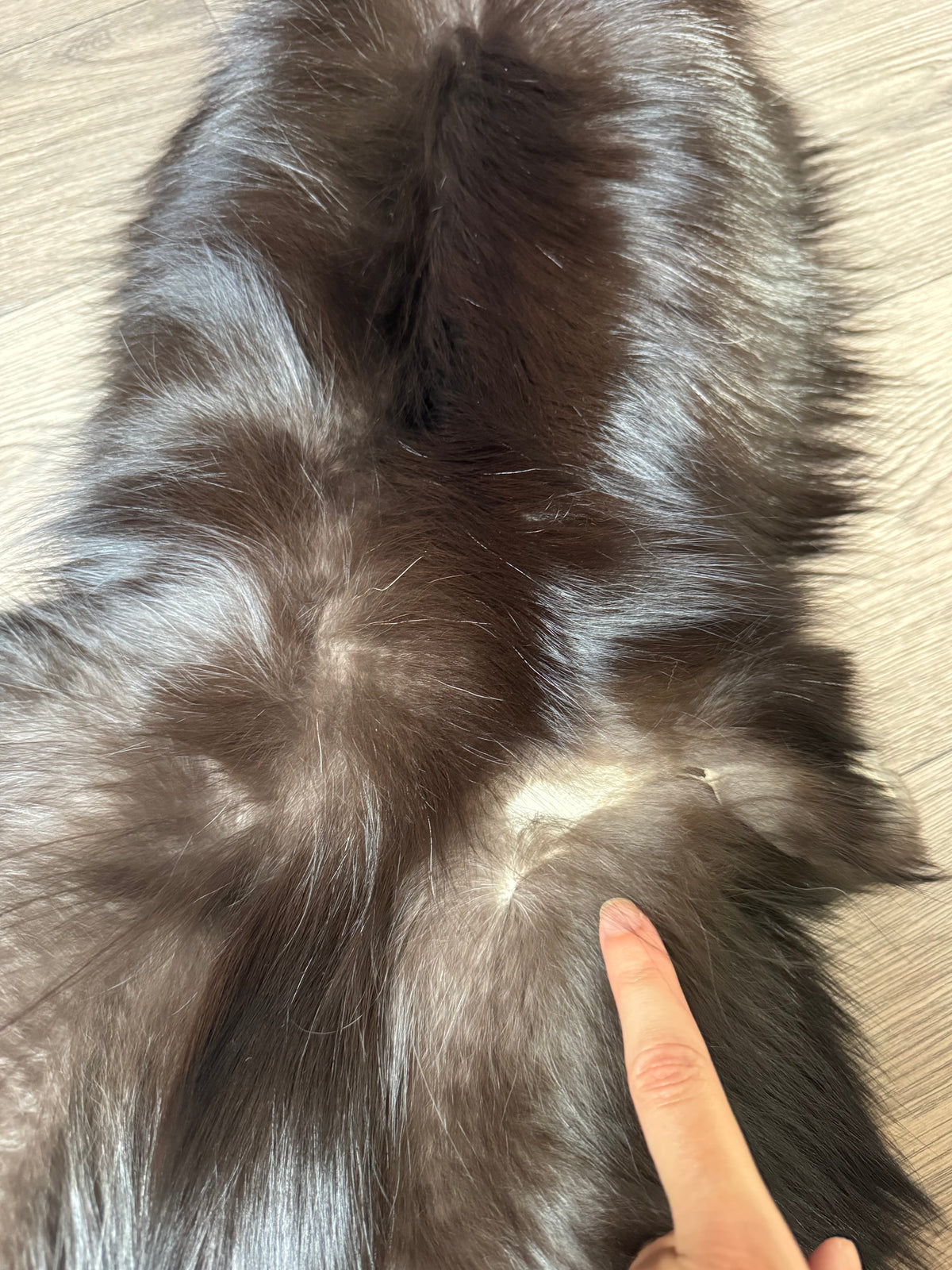 Silver fox pelt (13)