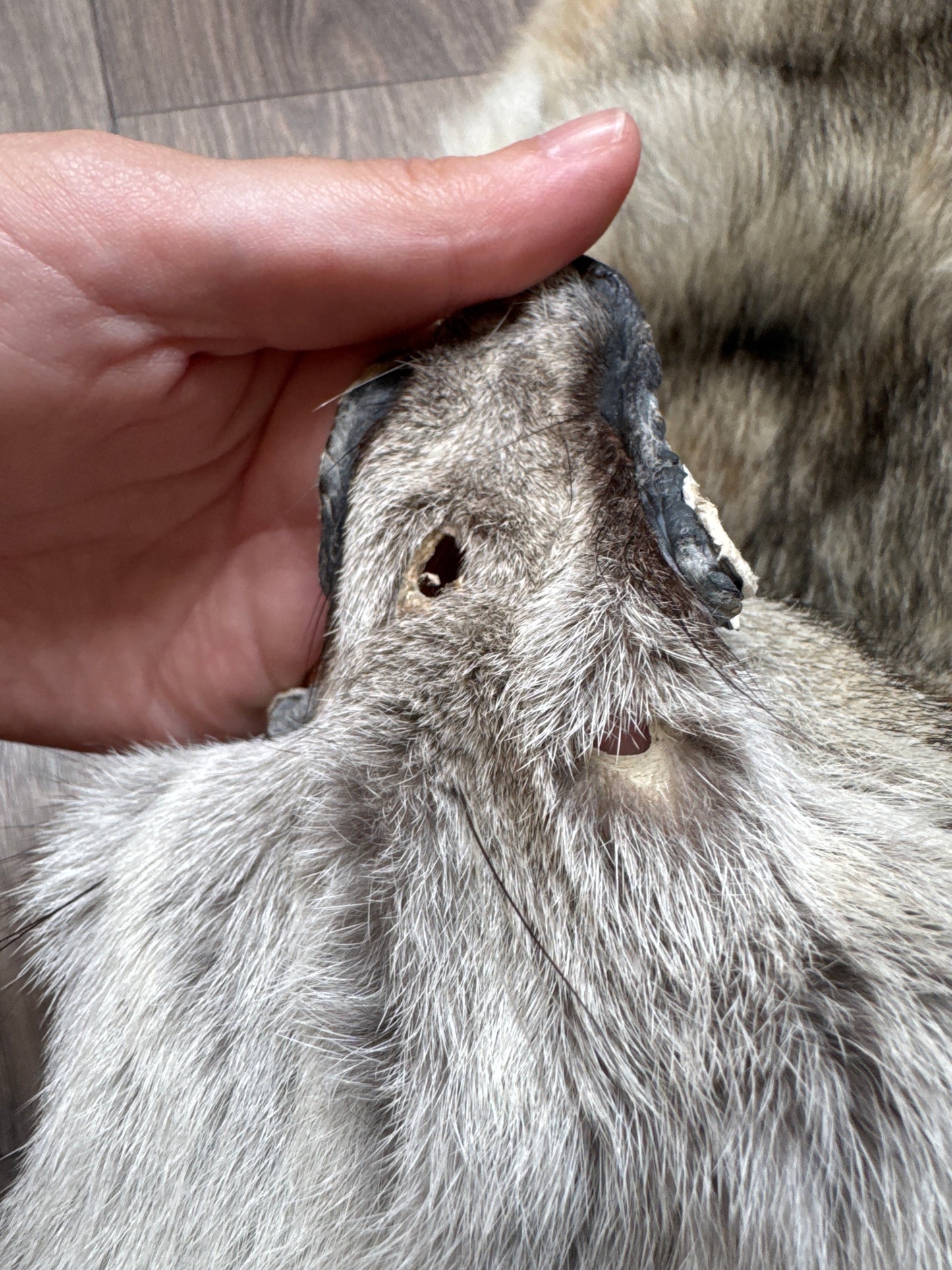 Male coyote mountable pelt (3)