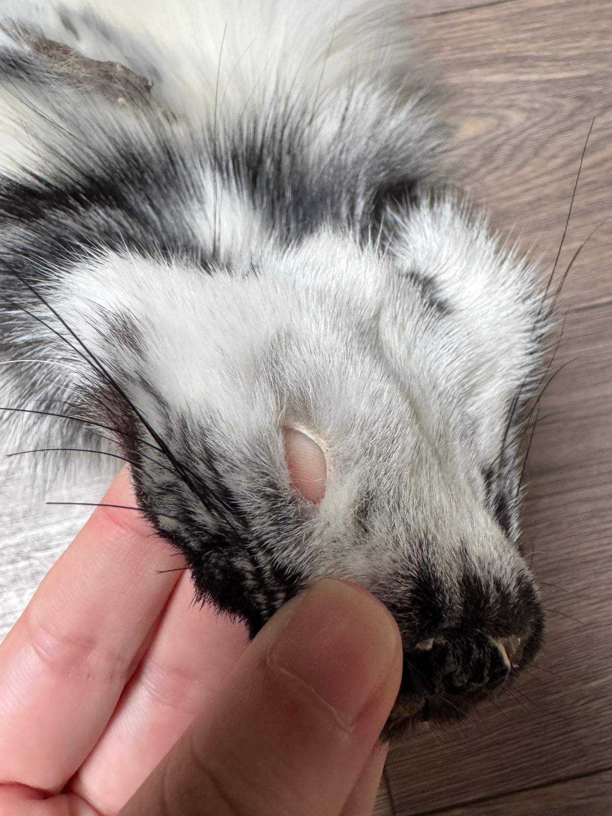 Arctic Marble fox pelt (21)