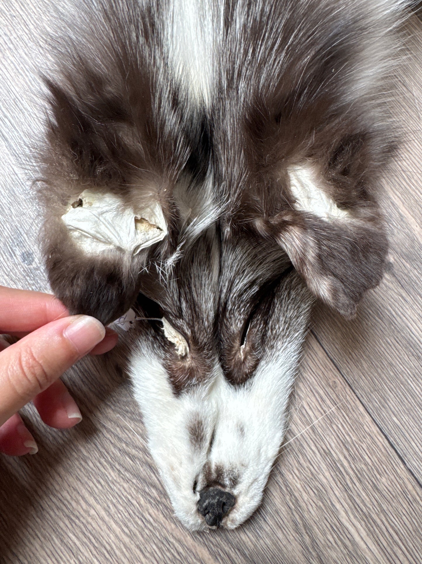 Platinum fox pelt (9)