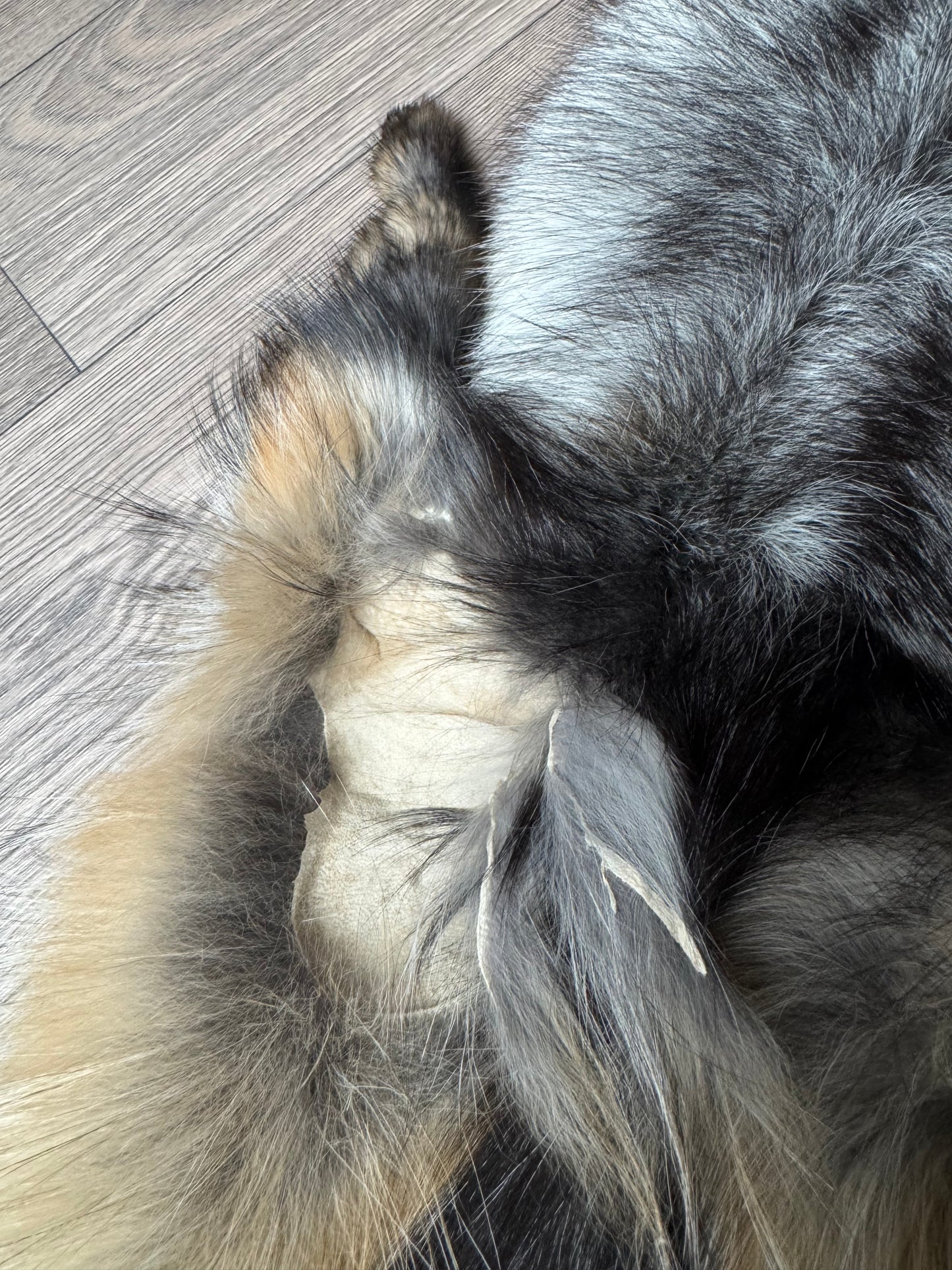 Smokey fox pelt (15)