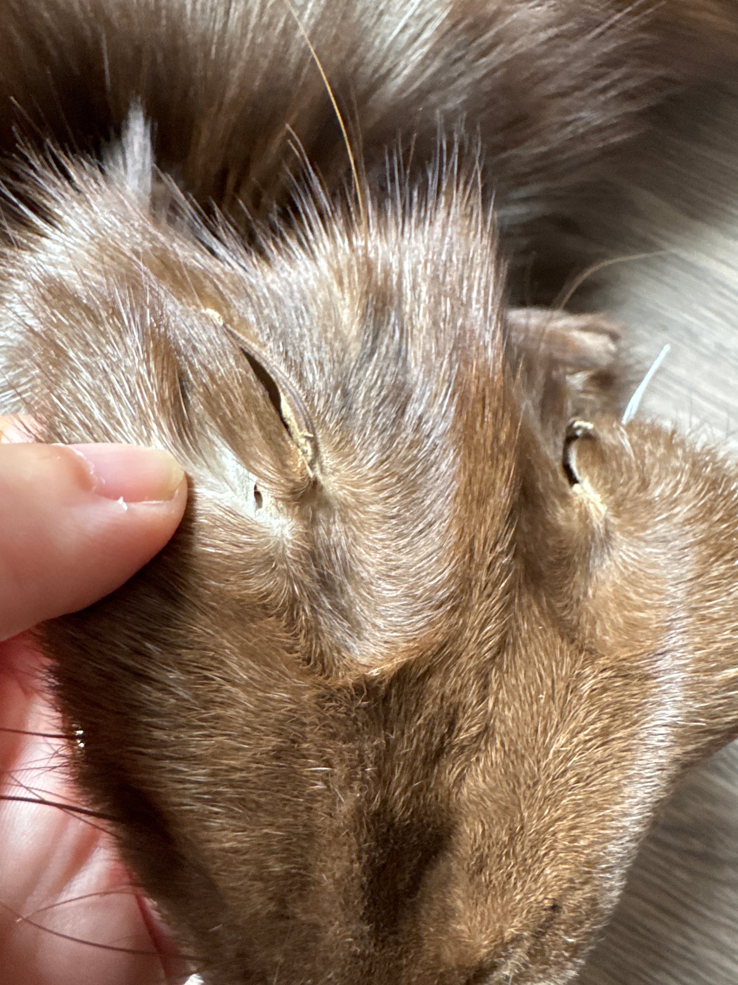 Burgundy fox pelt (15)