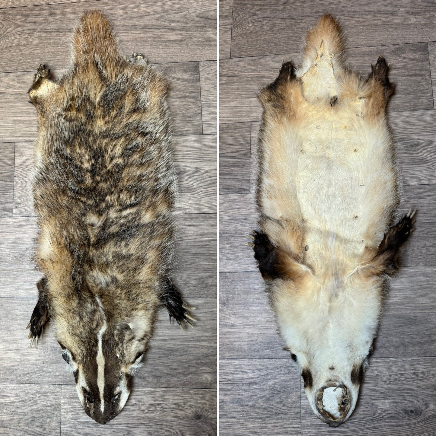 Female American badger mountable pelt
