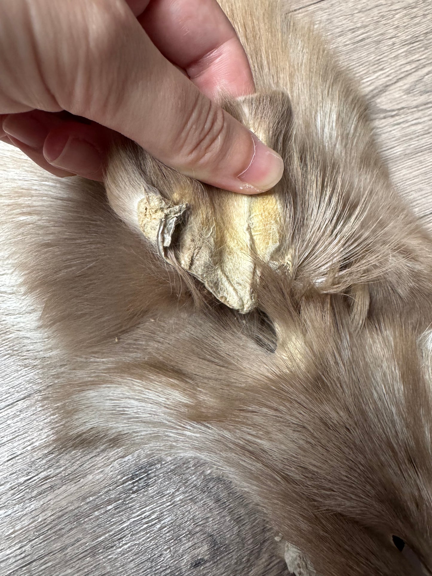 Amber fox pelt (2)