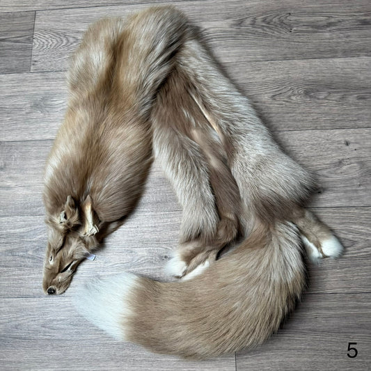 Amber fox pelt (5)