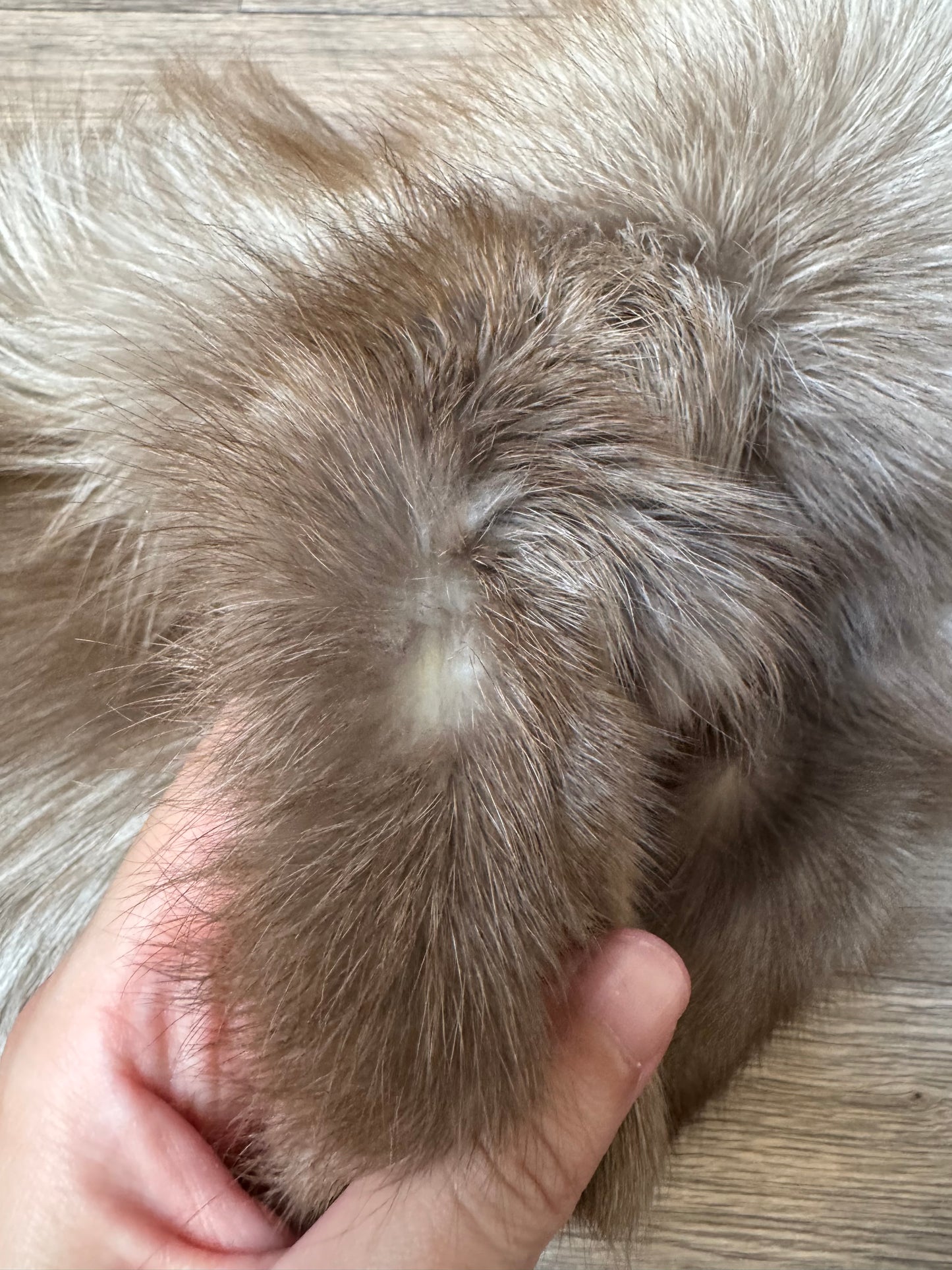 Polish Pastel fox pelt (14)