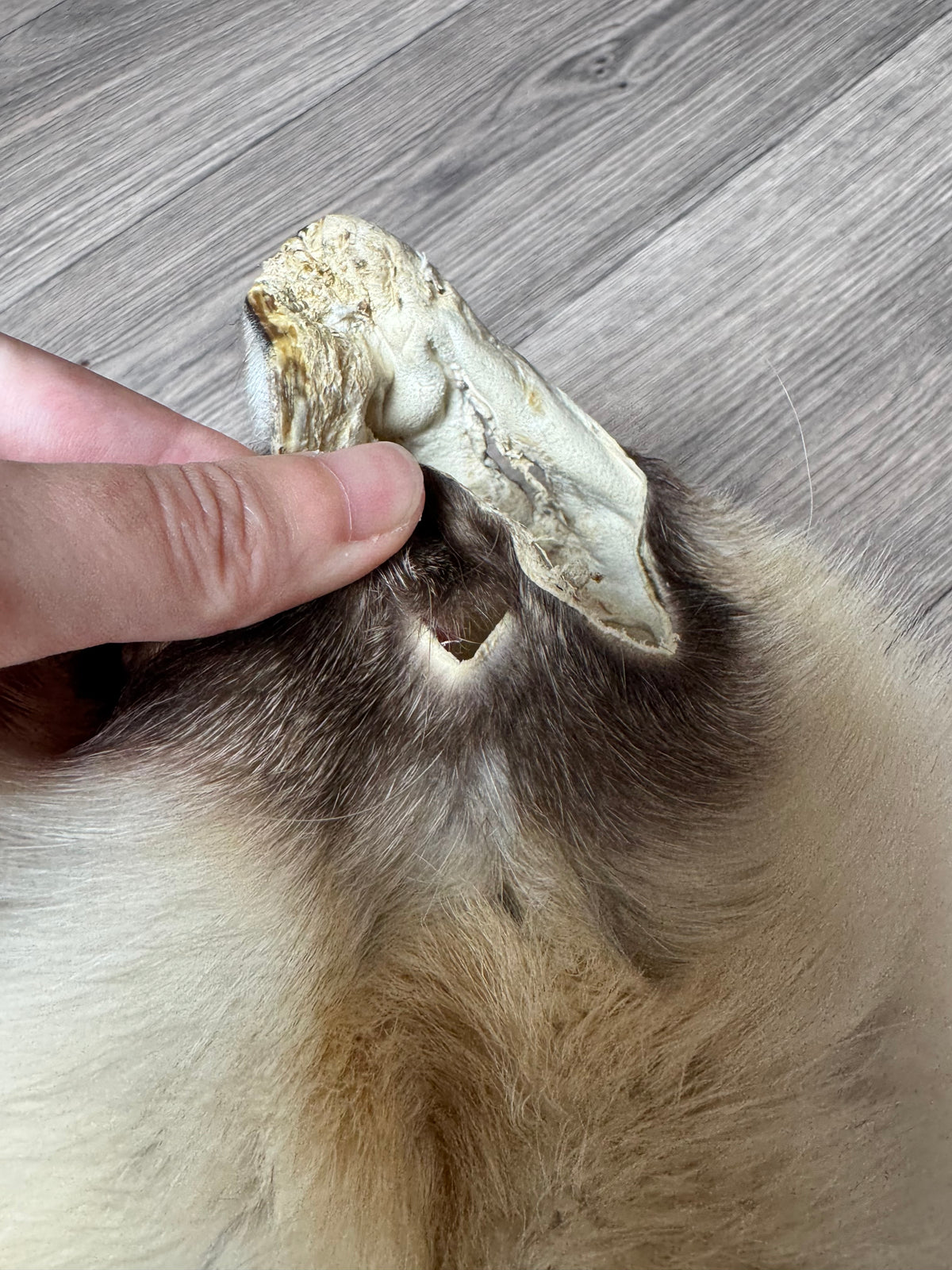 Arctic tanuki pelt (6)
