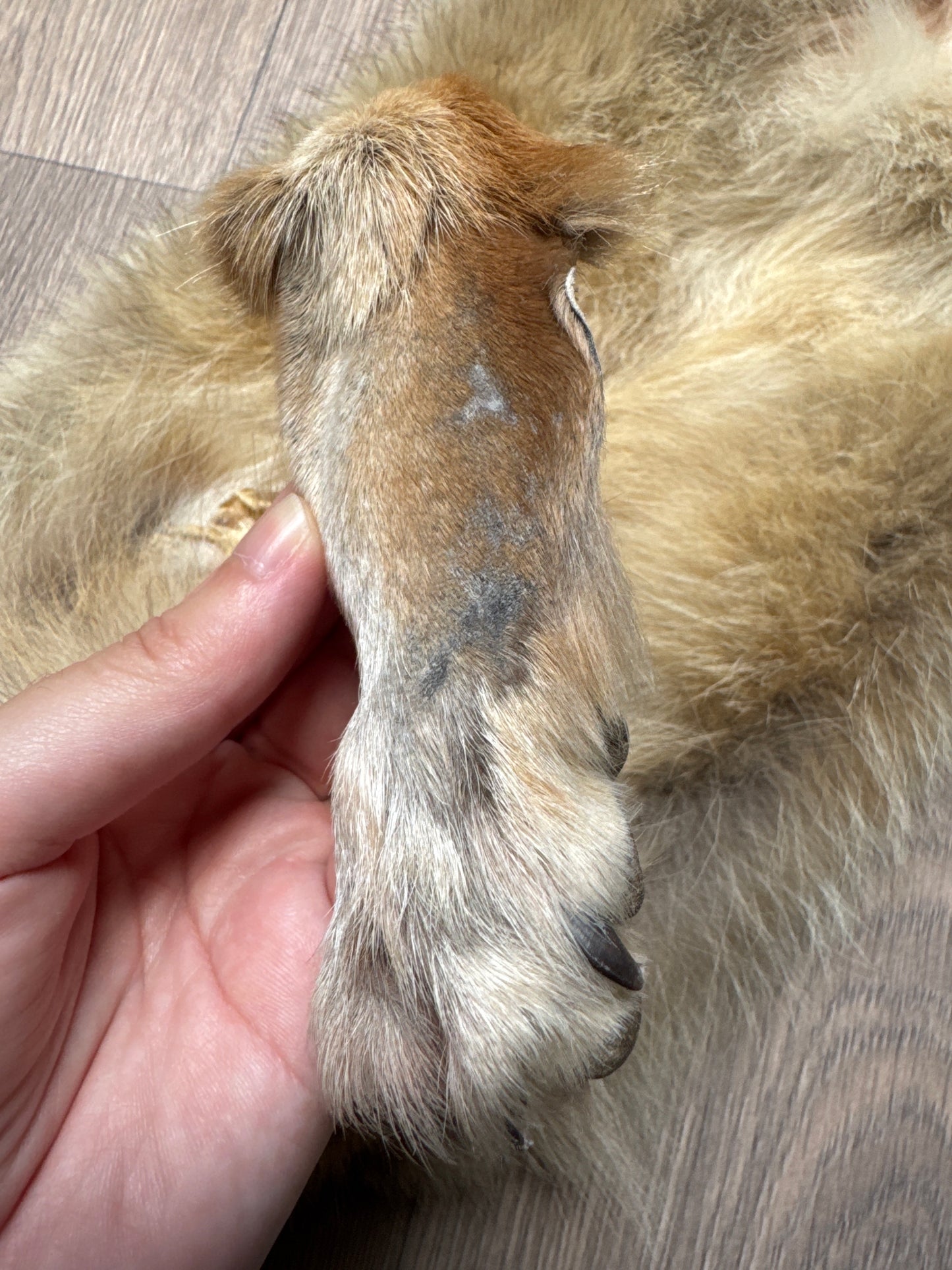 Male coyote mountable pelt (7)