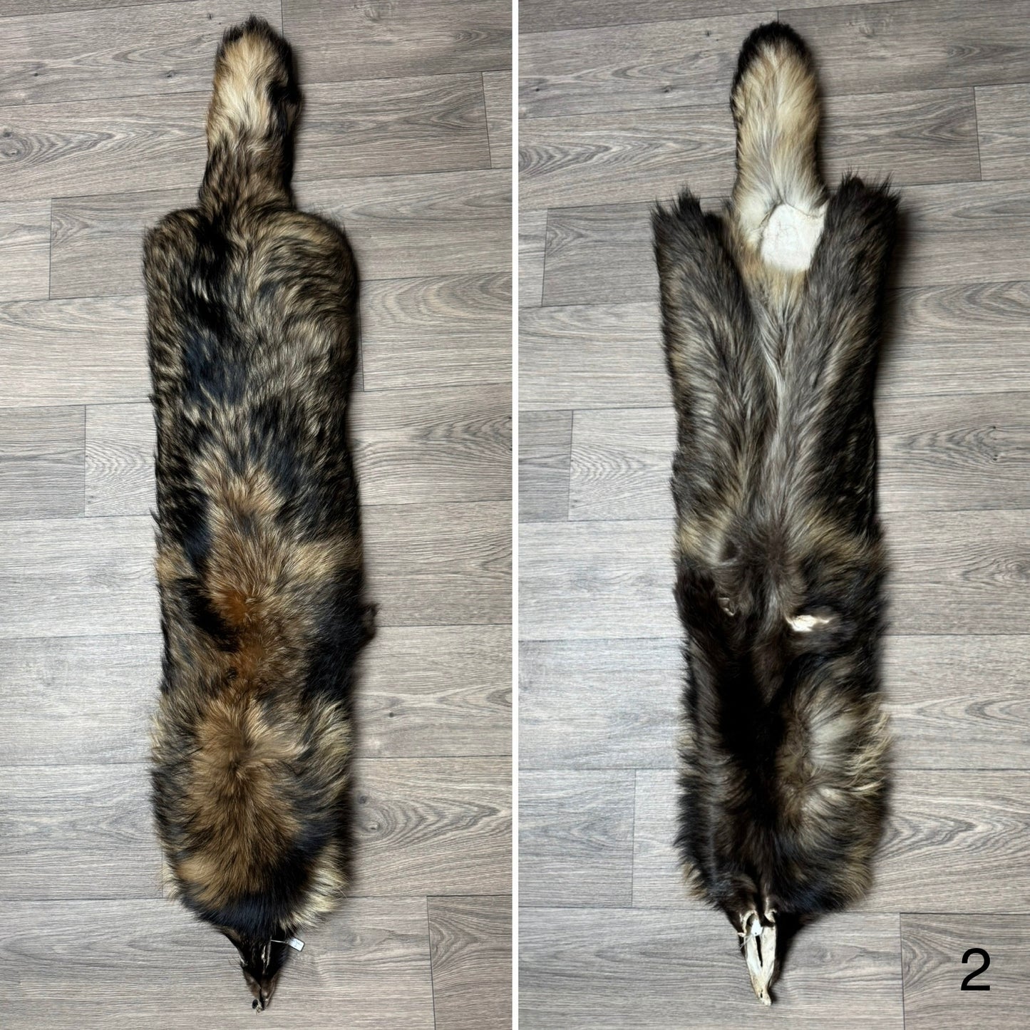 Tanuki pelt (2)