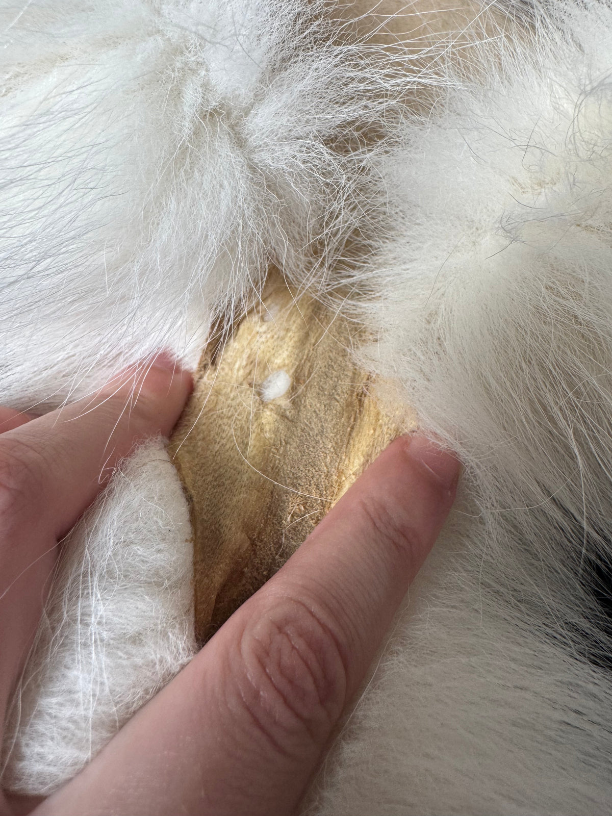 Arctic Marble fox pelt (12)