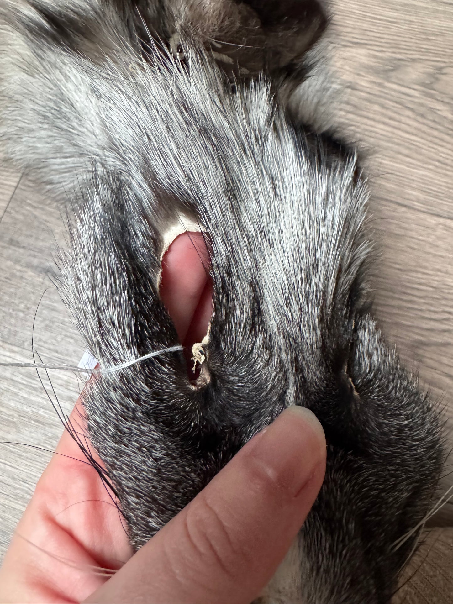 Cross Whitemark fox pelt (1)