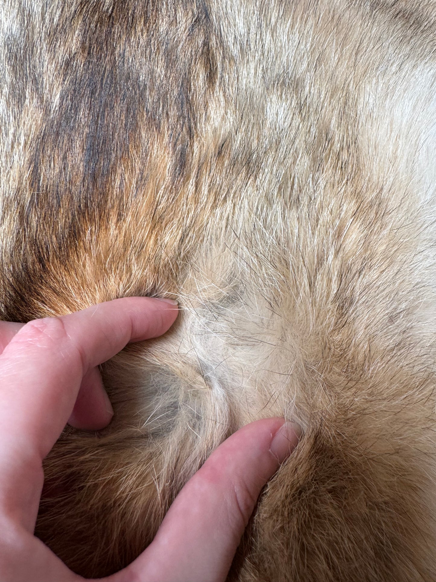 Coyote pelt (13)
