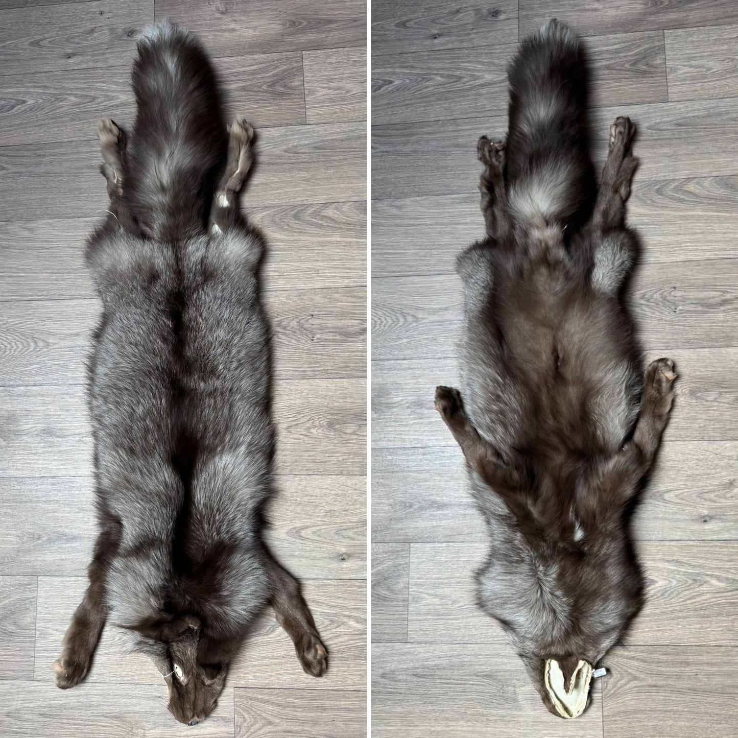Male Polish Pastel mountable pelt (tag 25)