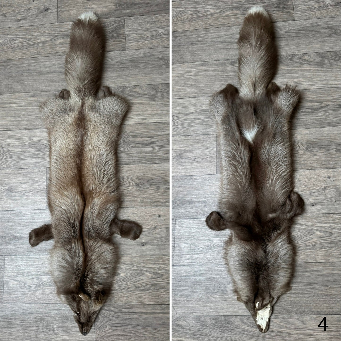 Polish Pastel fox pelt (4)