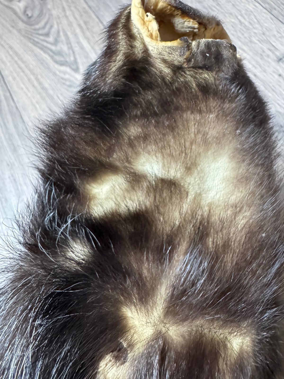 Skunk pelt (15)