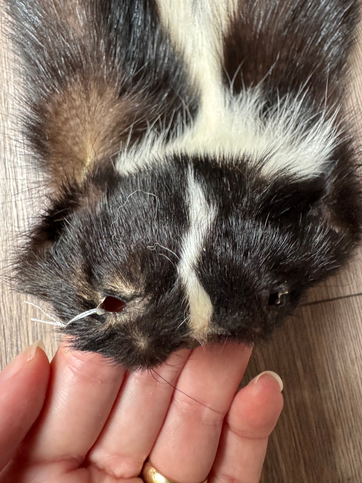 Skunk pelt (16)