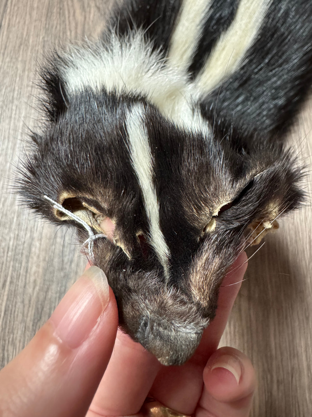 Skunk pelt (5)