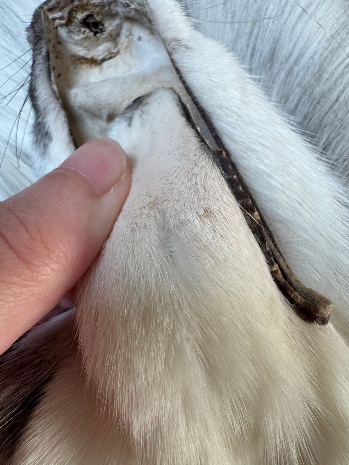 Marble Frost fox pelt (15)