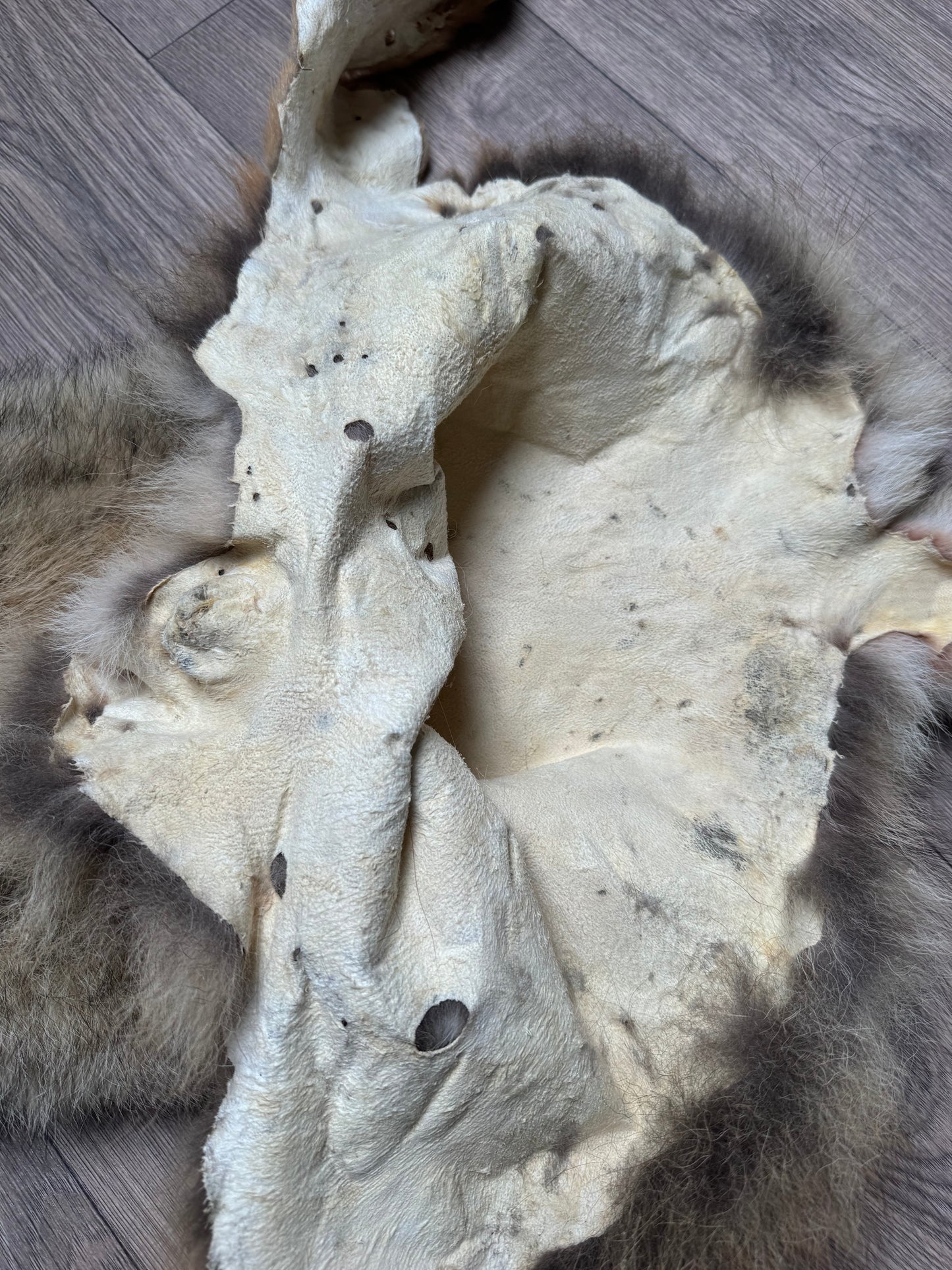 Male coyote mountable pelt (13)