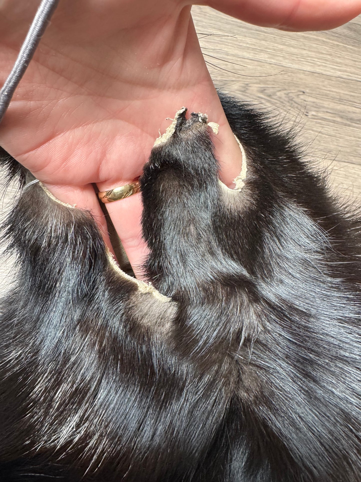 Silver fox pelt (18)