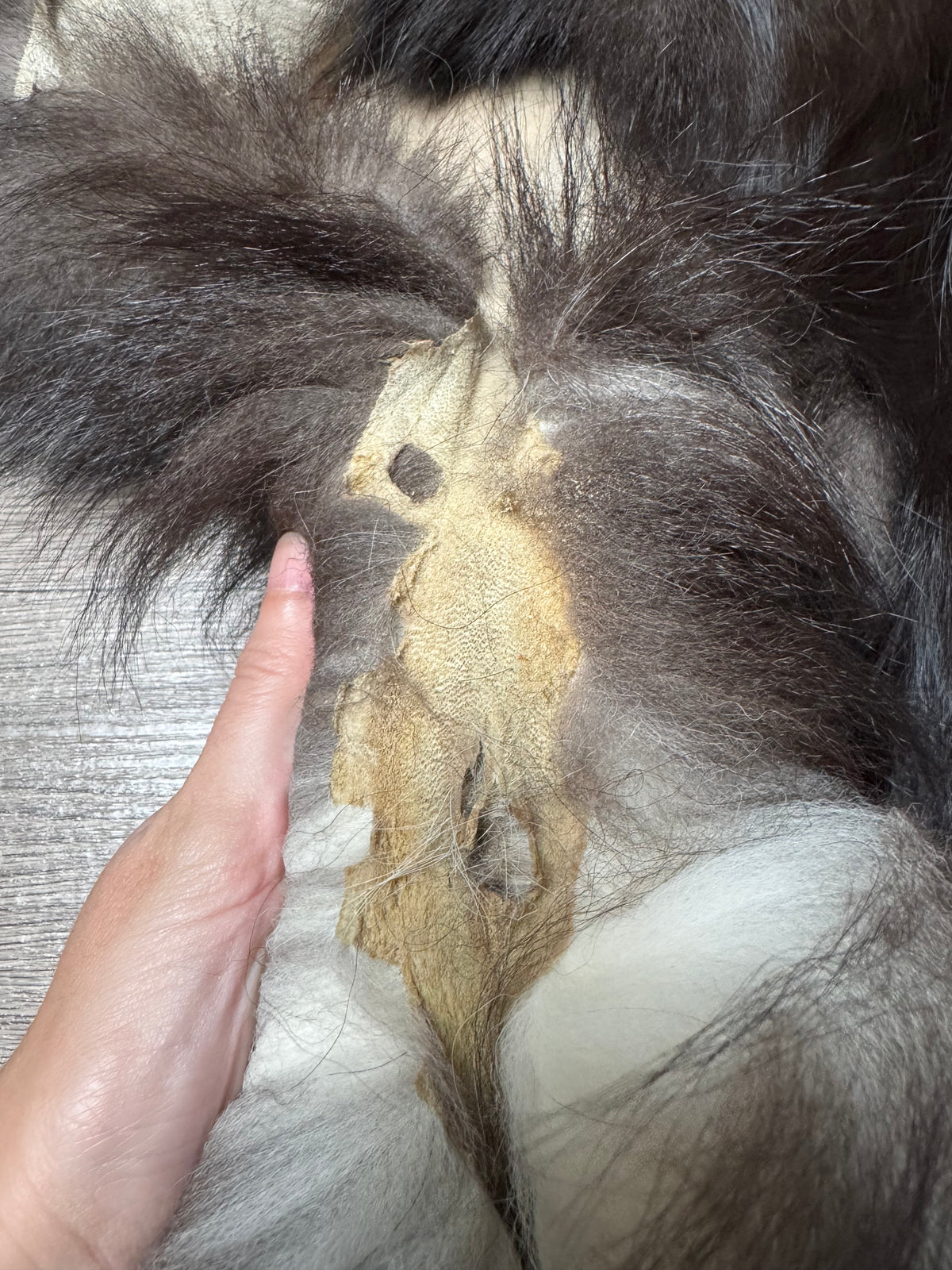 Silver fox pelt (22)