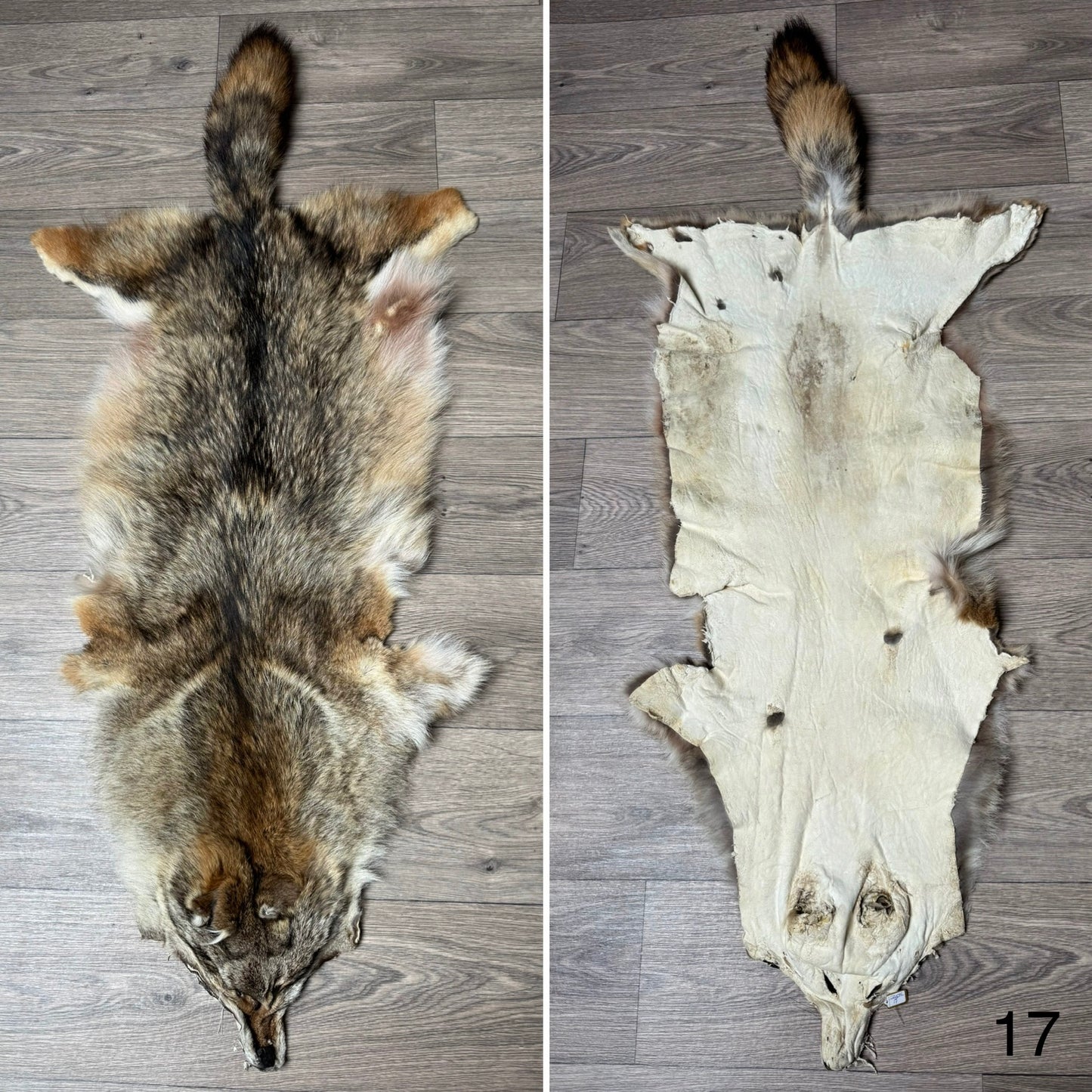 Coyote pelt (17)