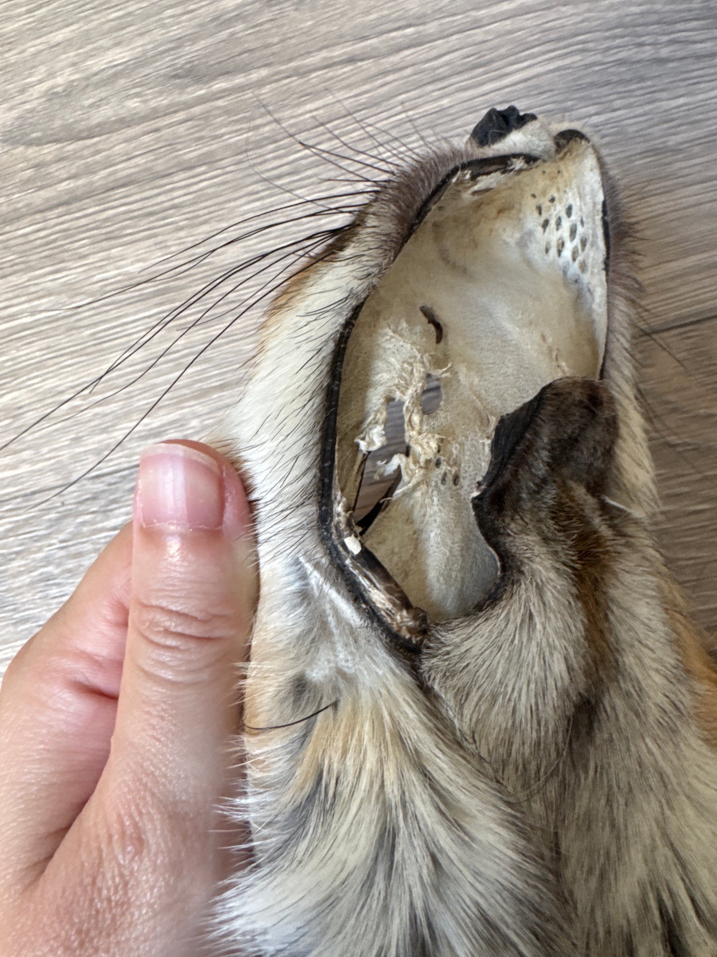Gold fox pelt (48)