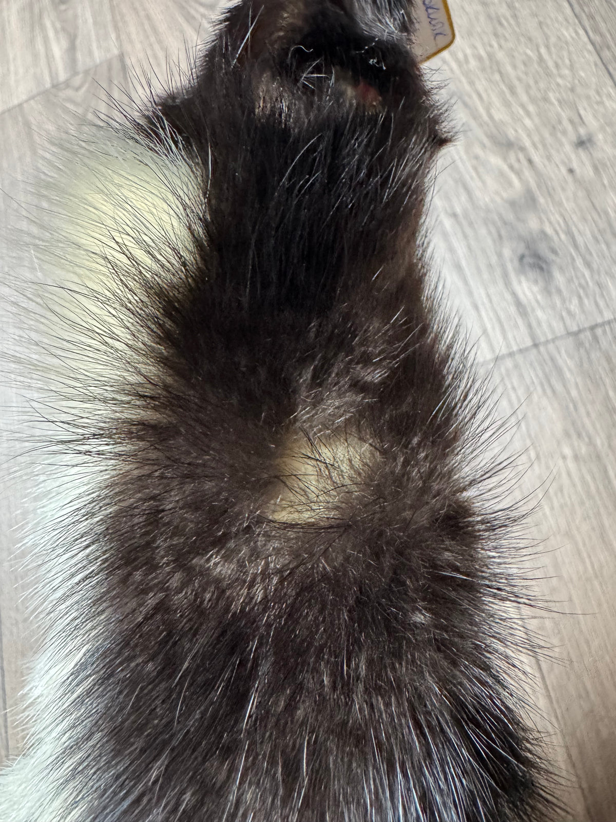 Skunk pelt (14)