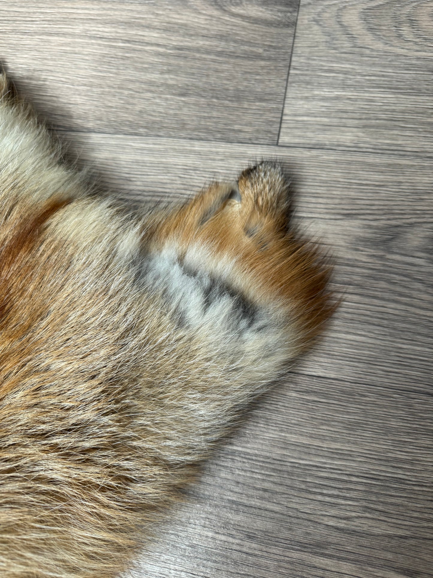Gold Ringneck fox pelt (2)