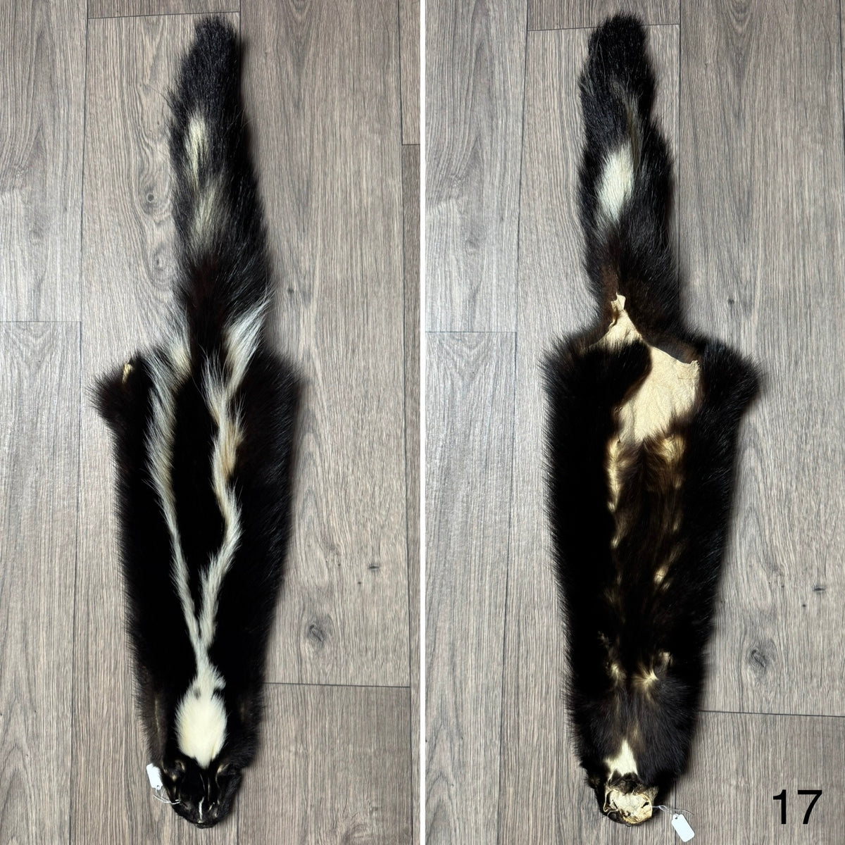 Skunk pelt (17)
