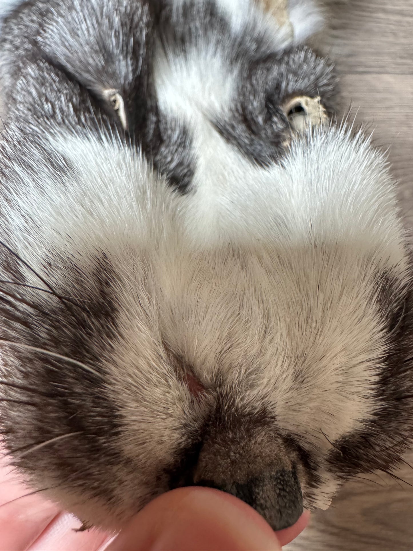 Marble Frost fox pelt (9)