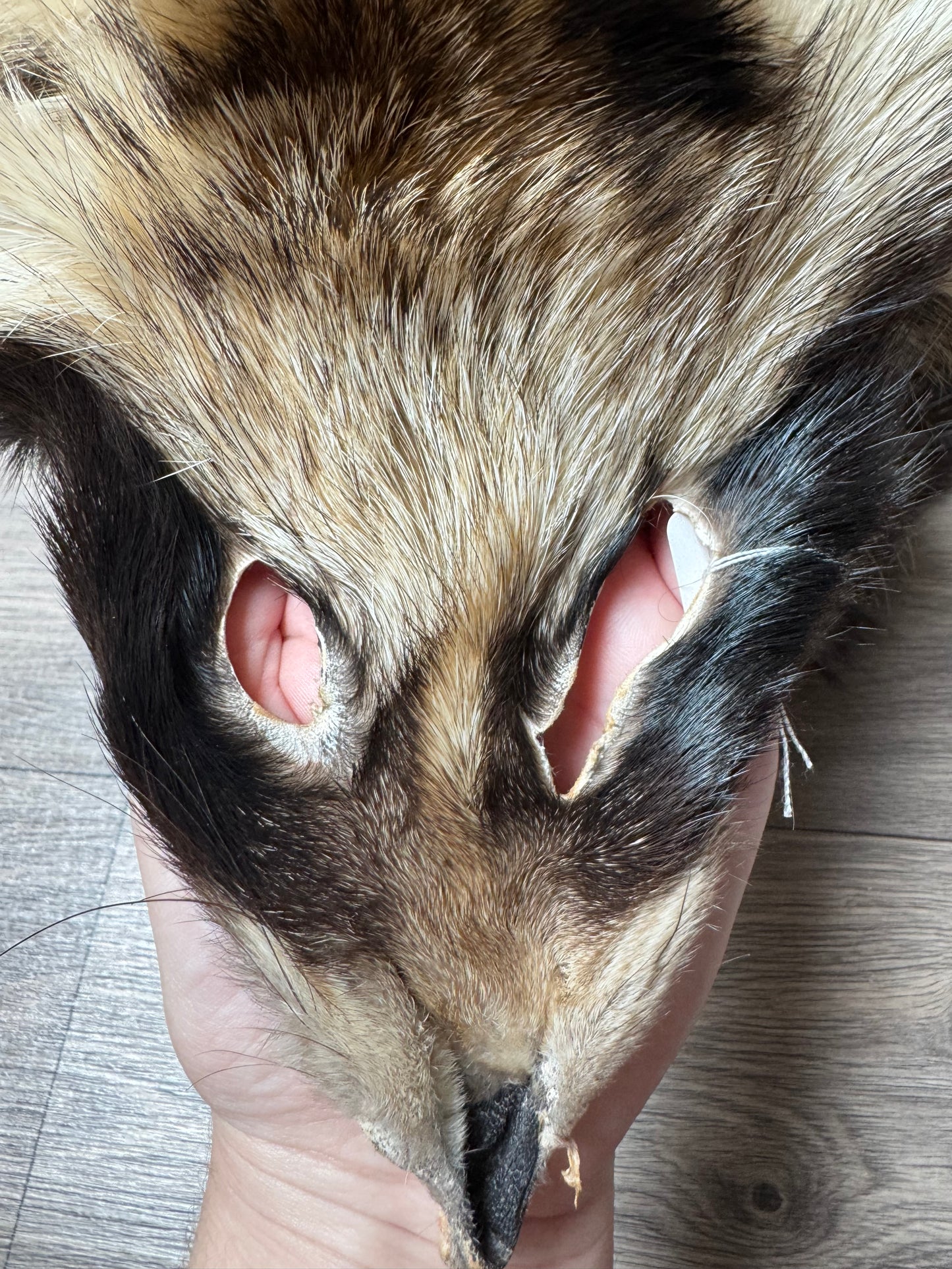 Tanuki pelt (3)