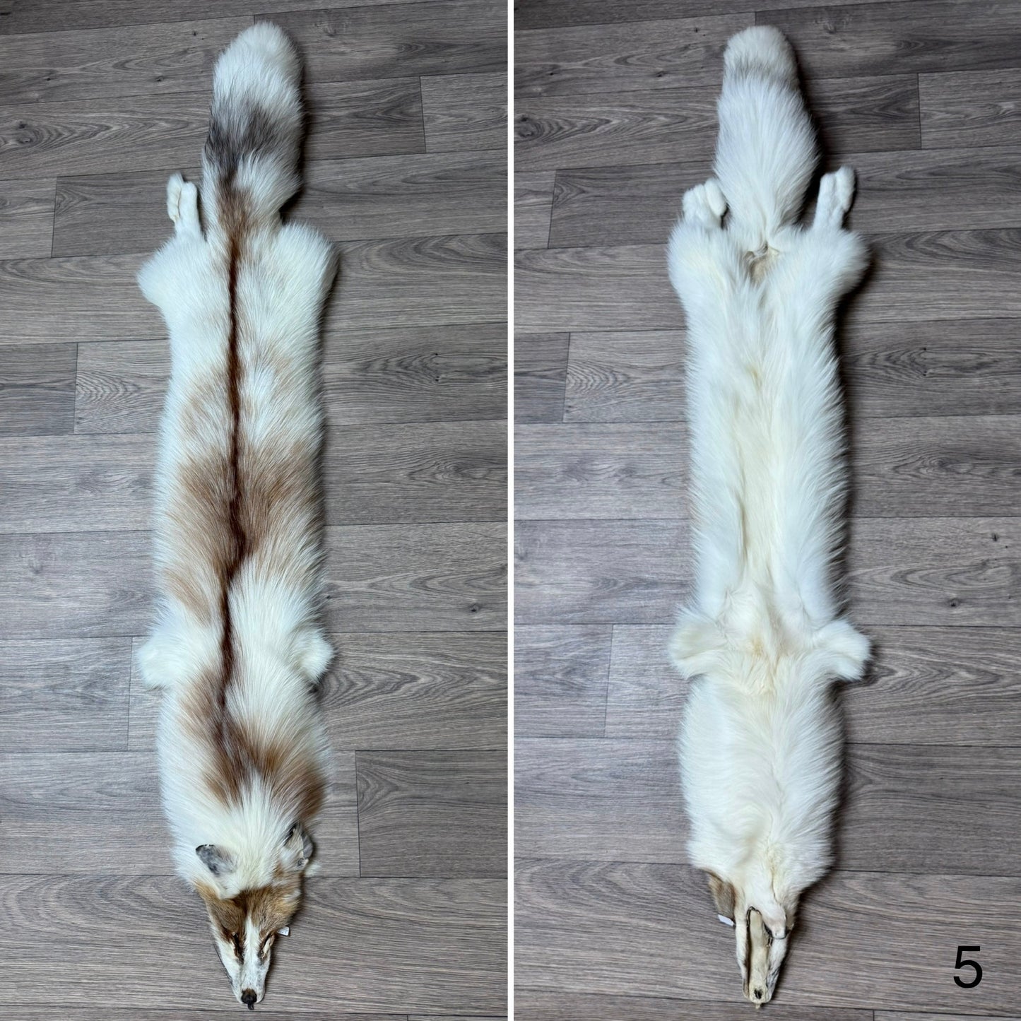 Sun Glow fox pelt (5)