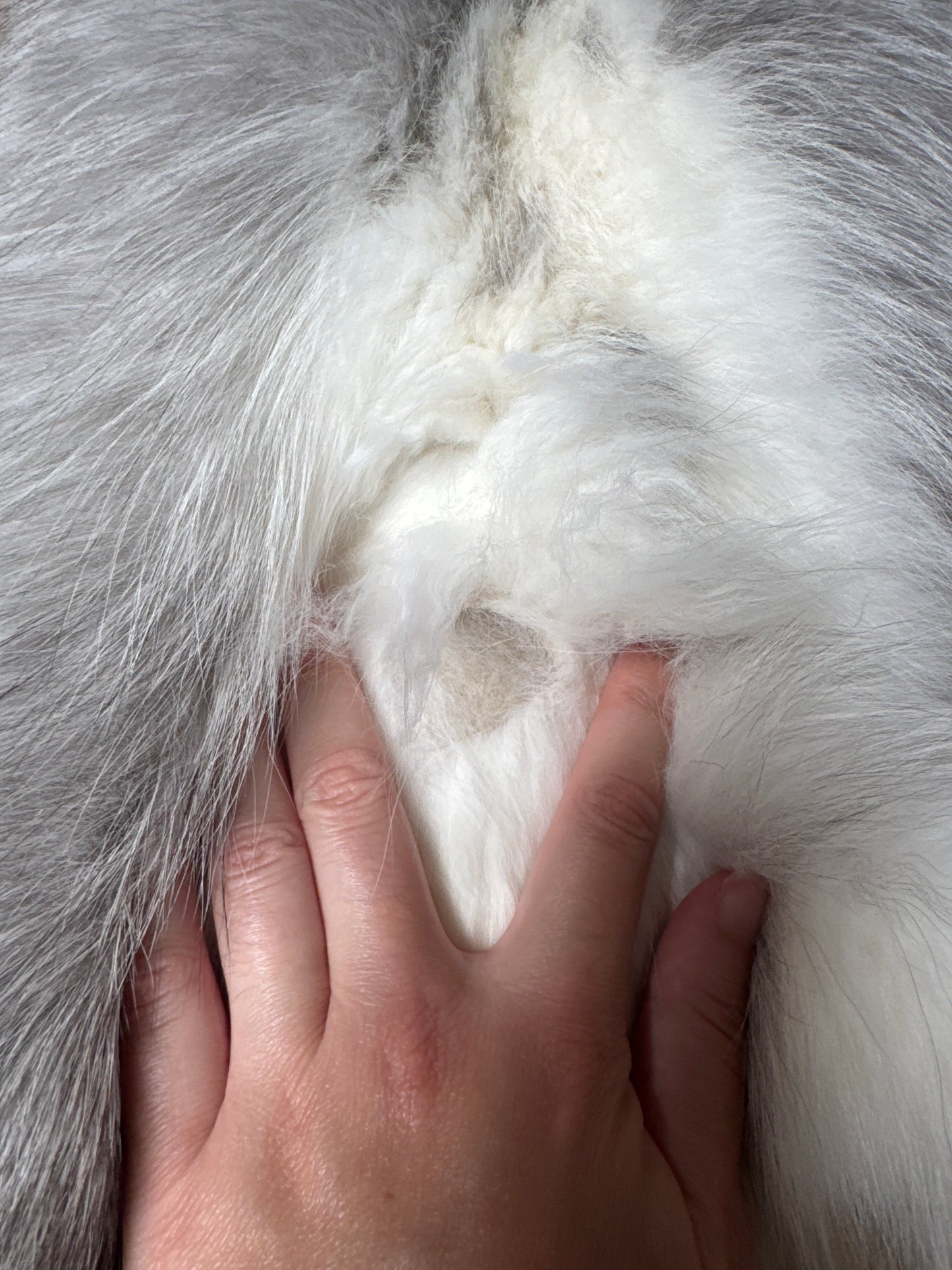 Platinum fox pelt (4)