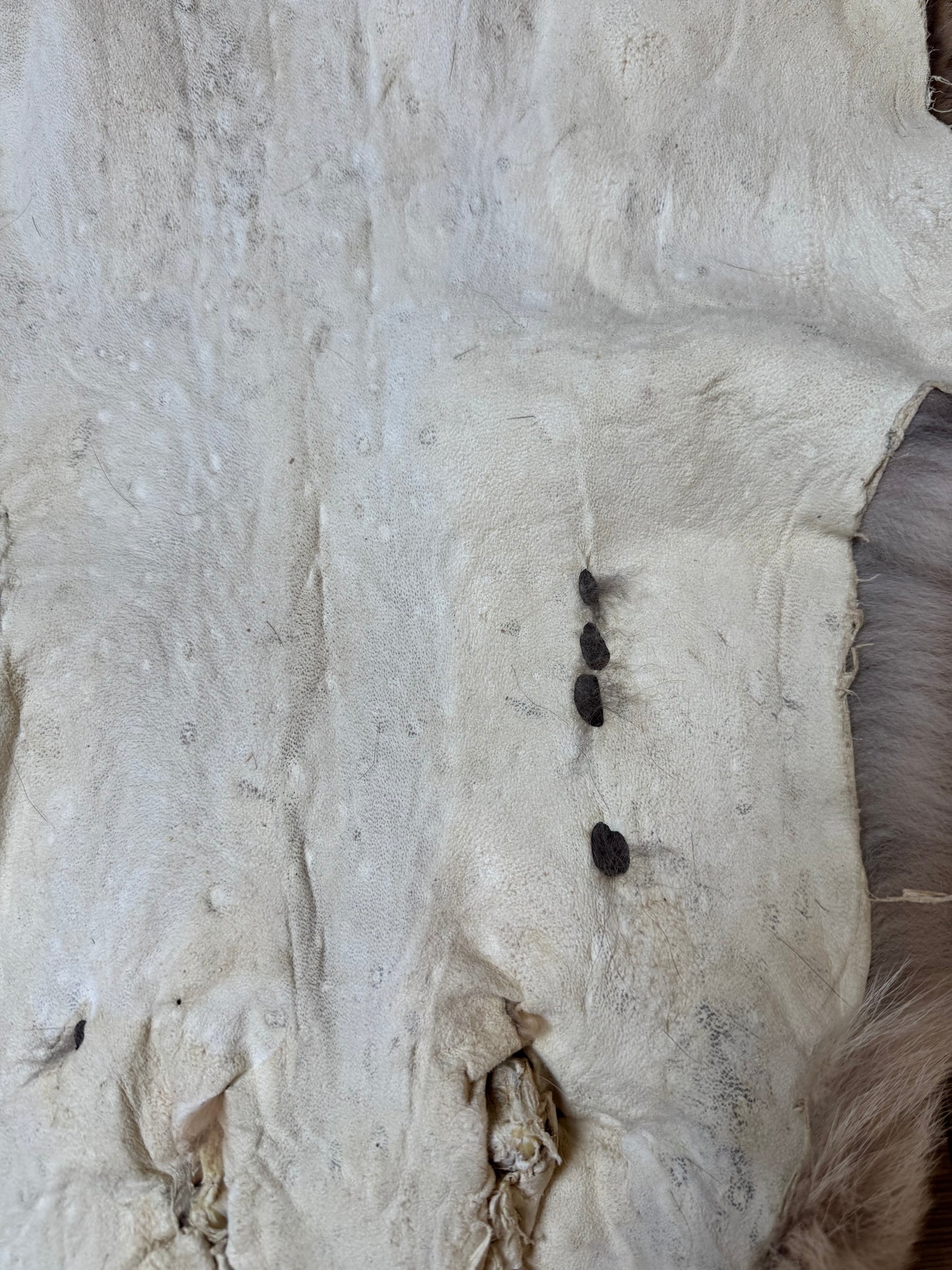 Coyote pelt (6)