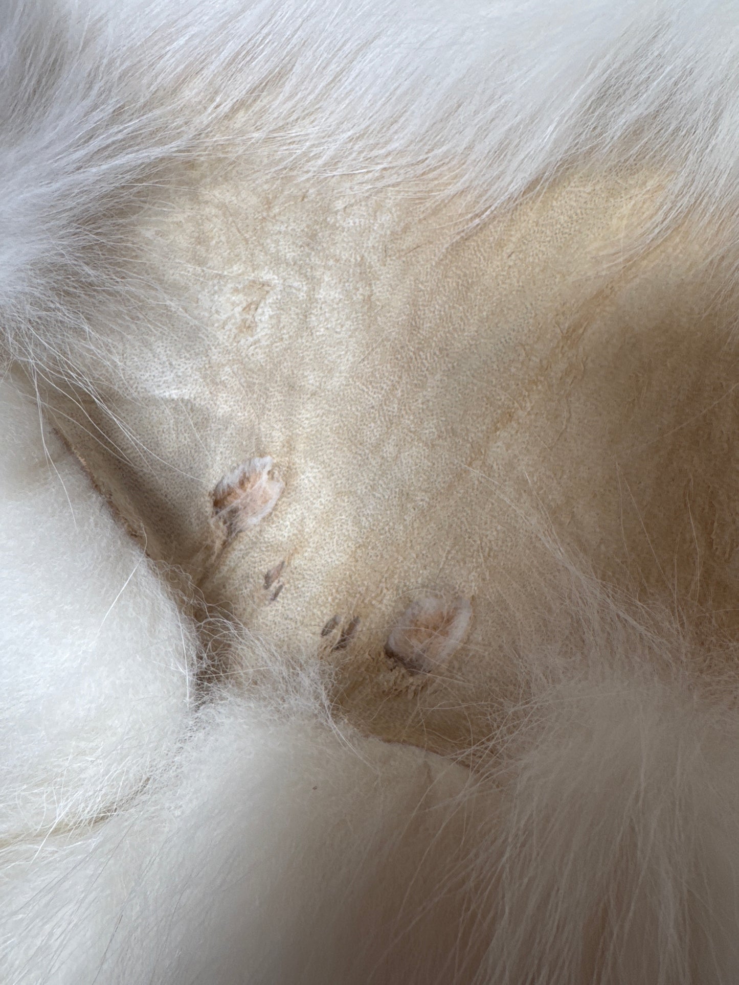 Sun Glow fox pelt (27)