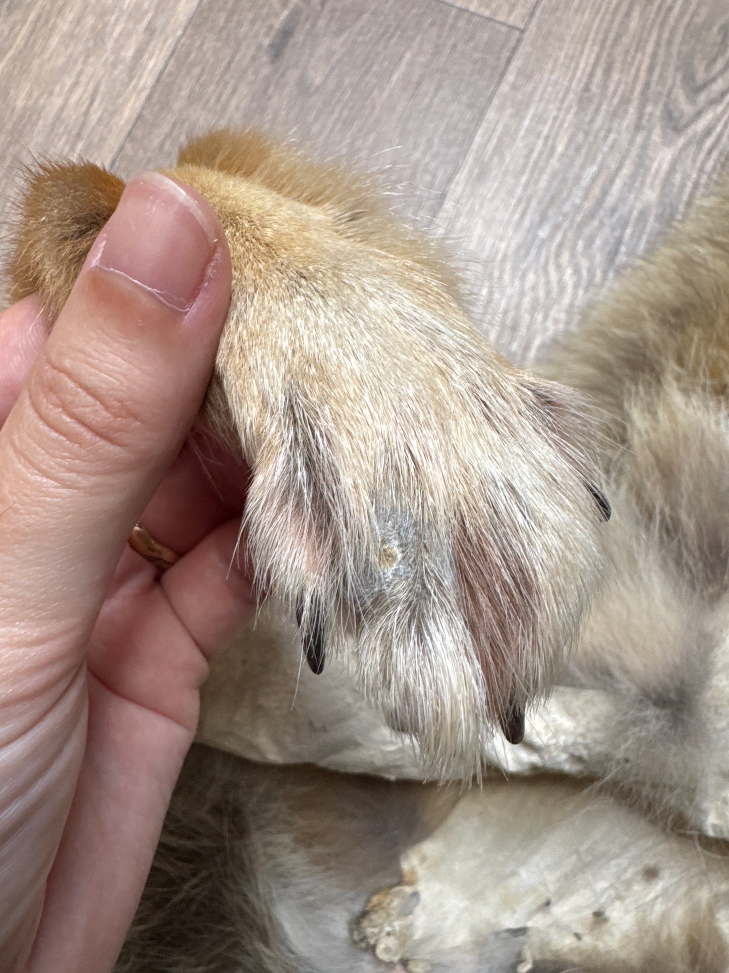 Male coyote mountable pelt (7)