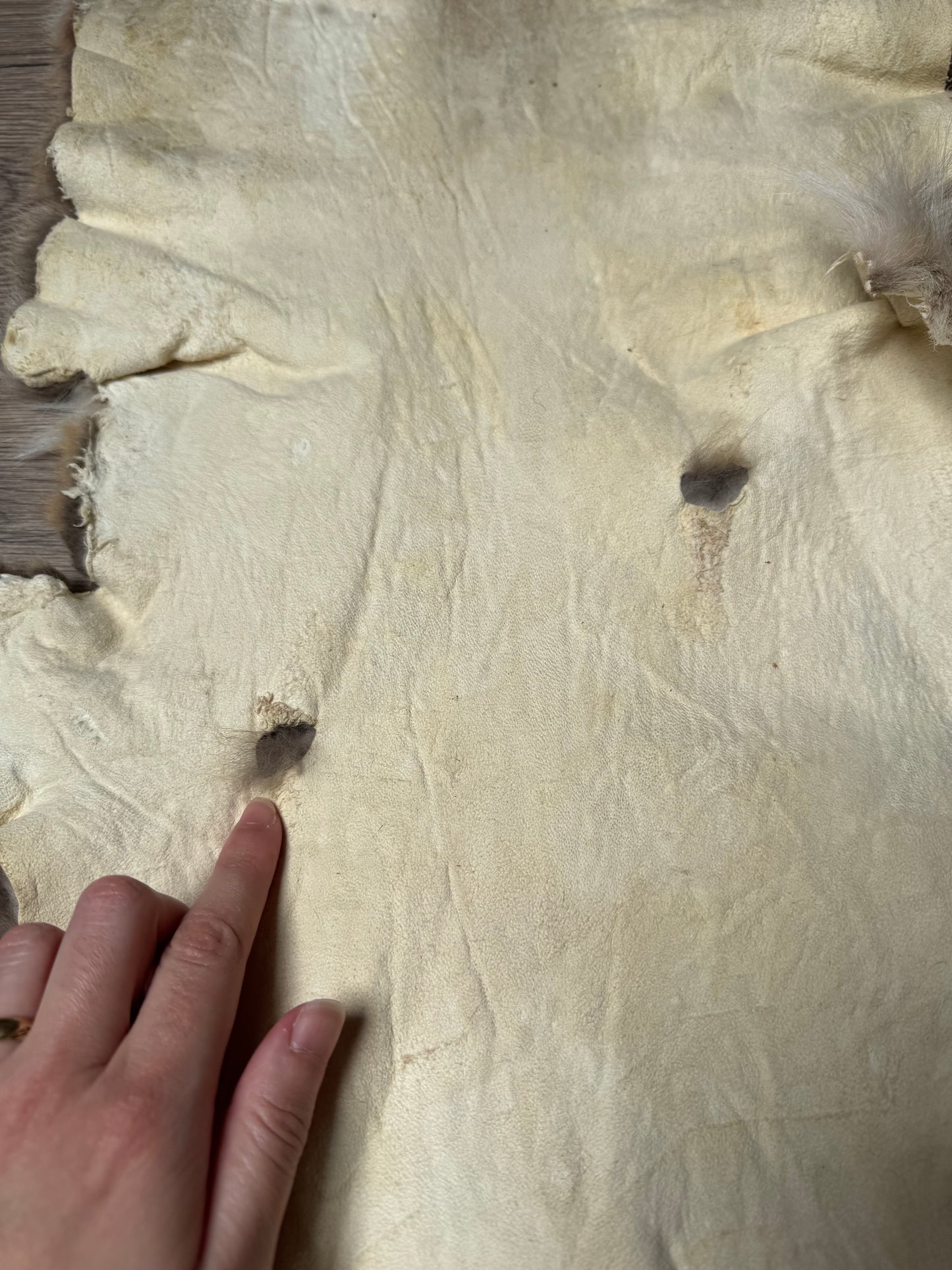Coyote pelt (17)