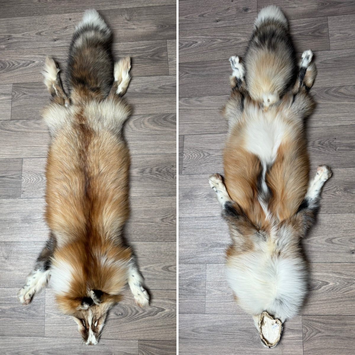 Female Gold Ringneck fox mountable pelt (tag 24)