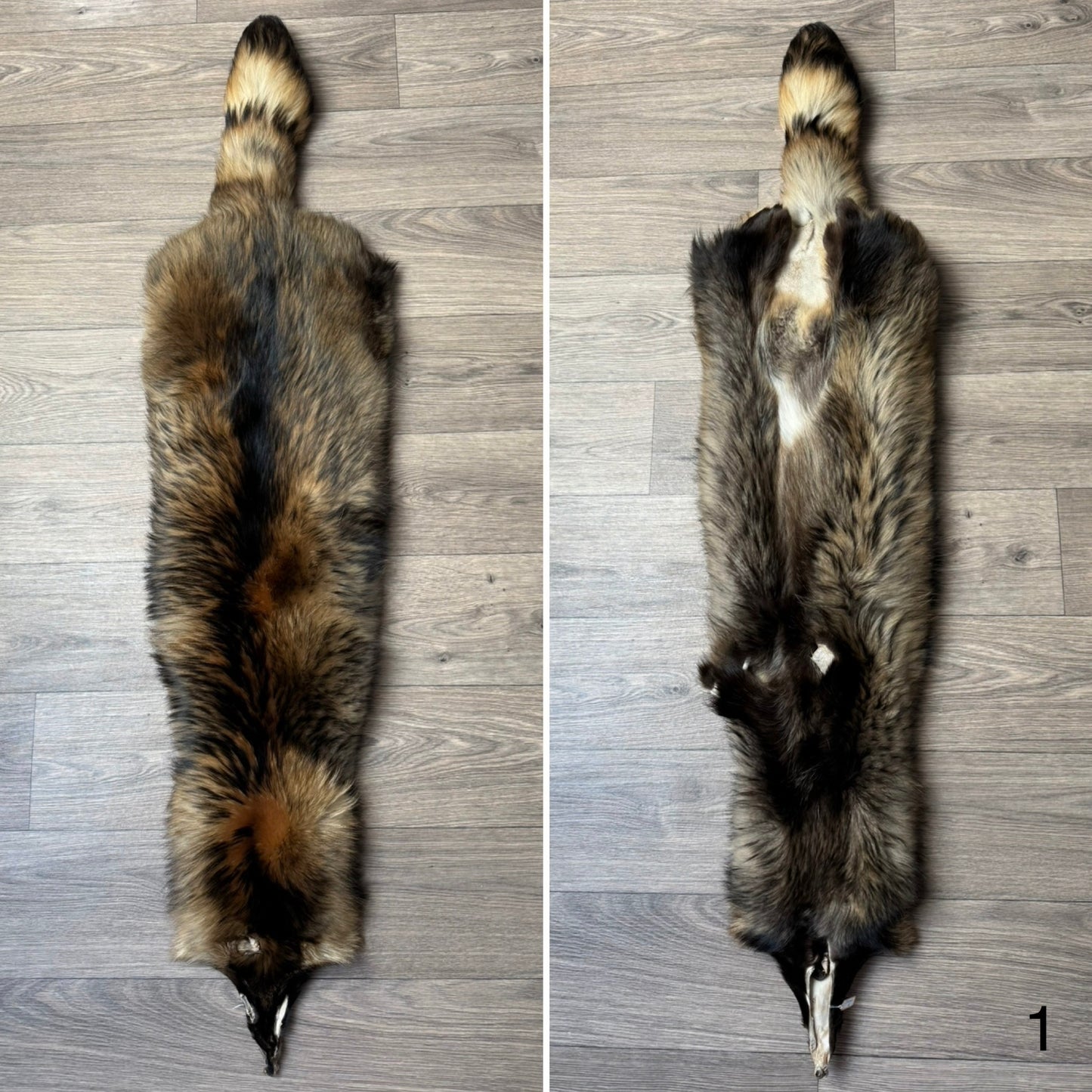 Tanuki pelt (1)