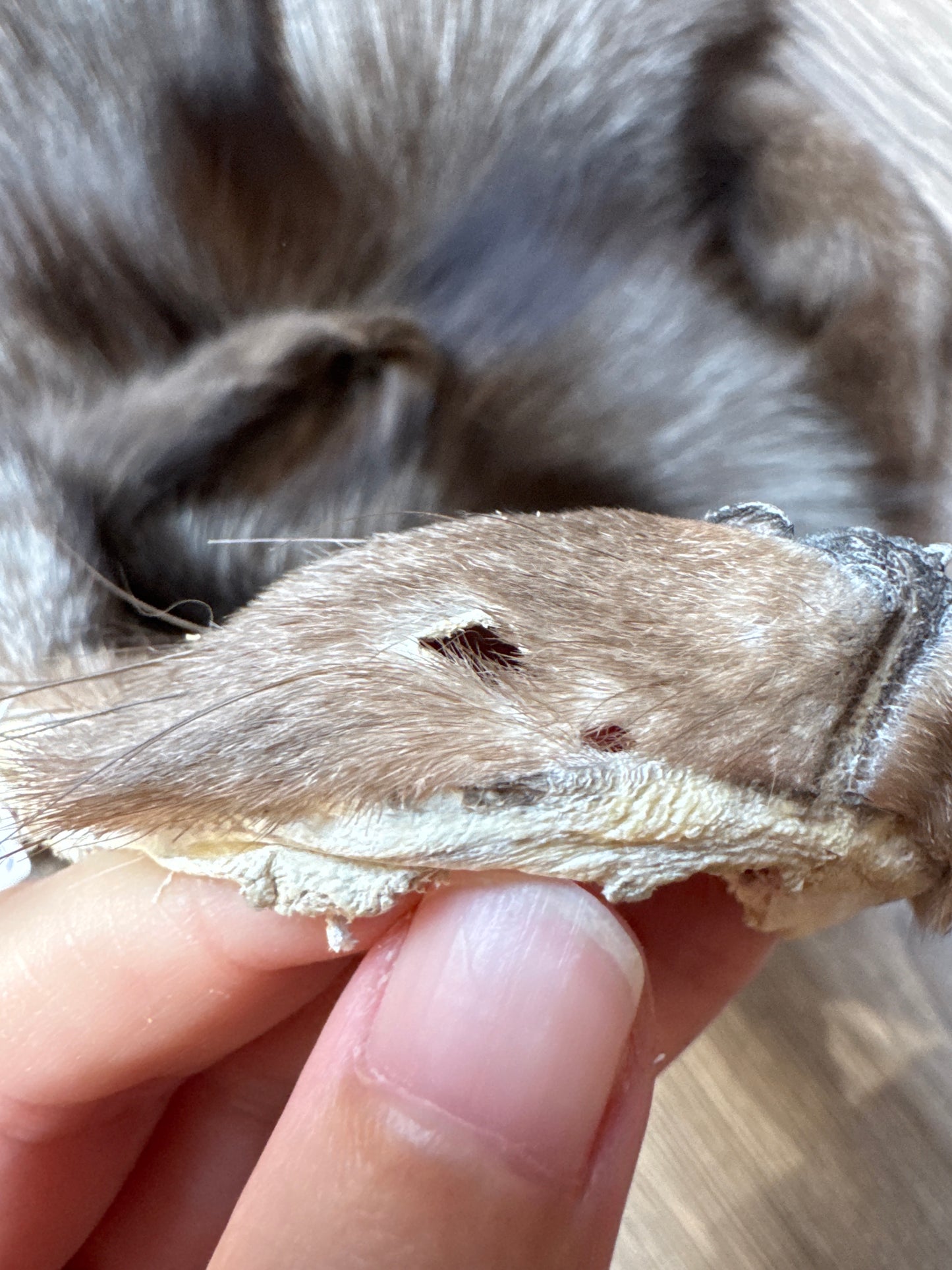 Male Polish Pastel mountable pelt (tag 25)