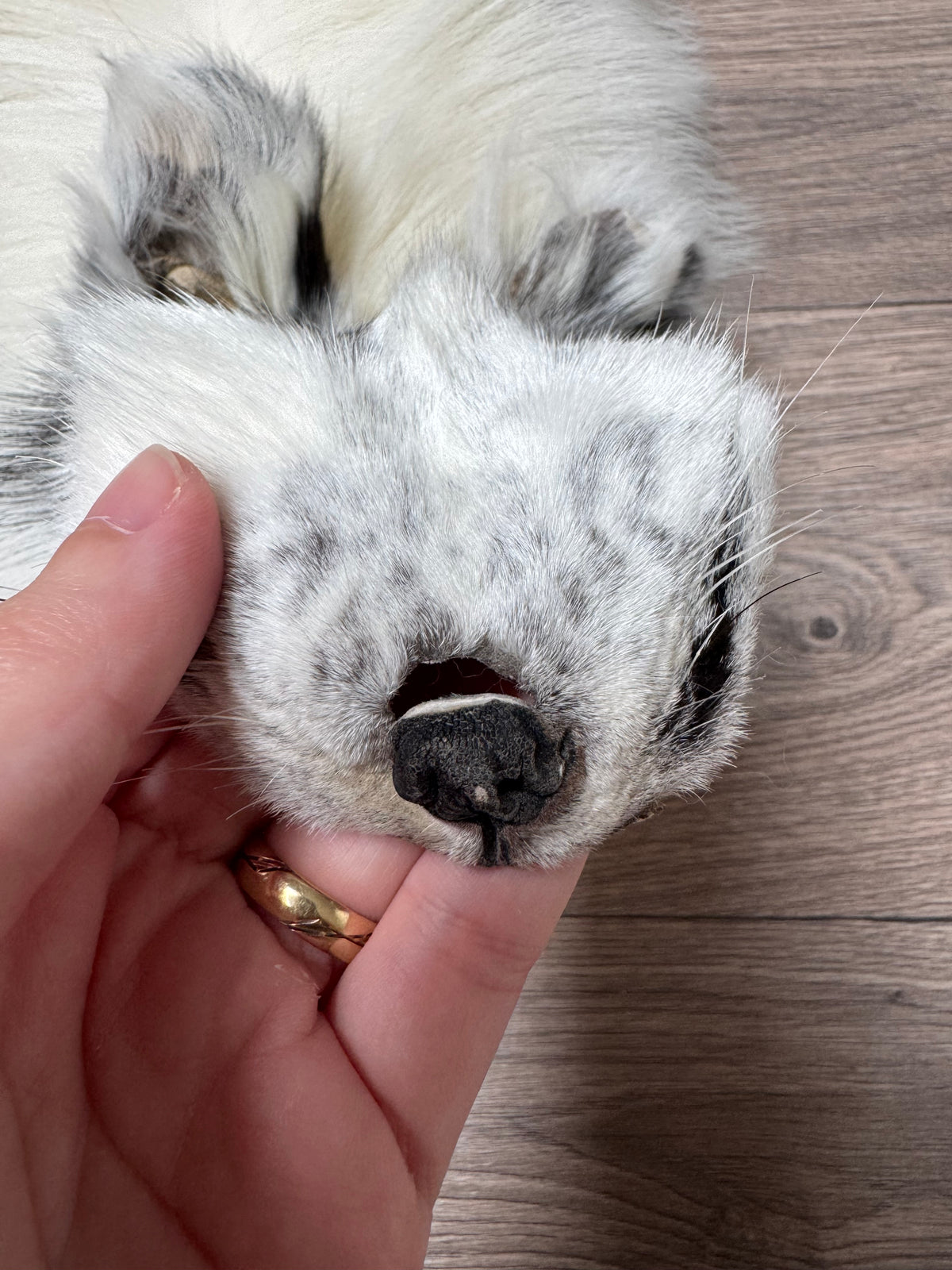 Arctic Marble fox pelt (28)