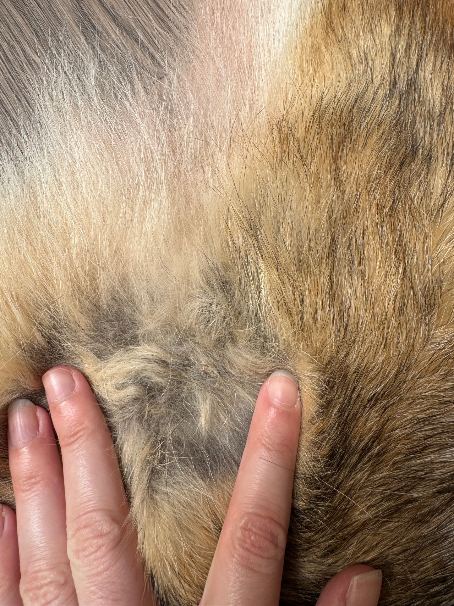 Coyote pelt (3)