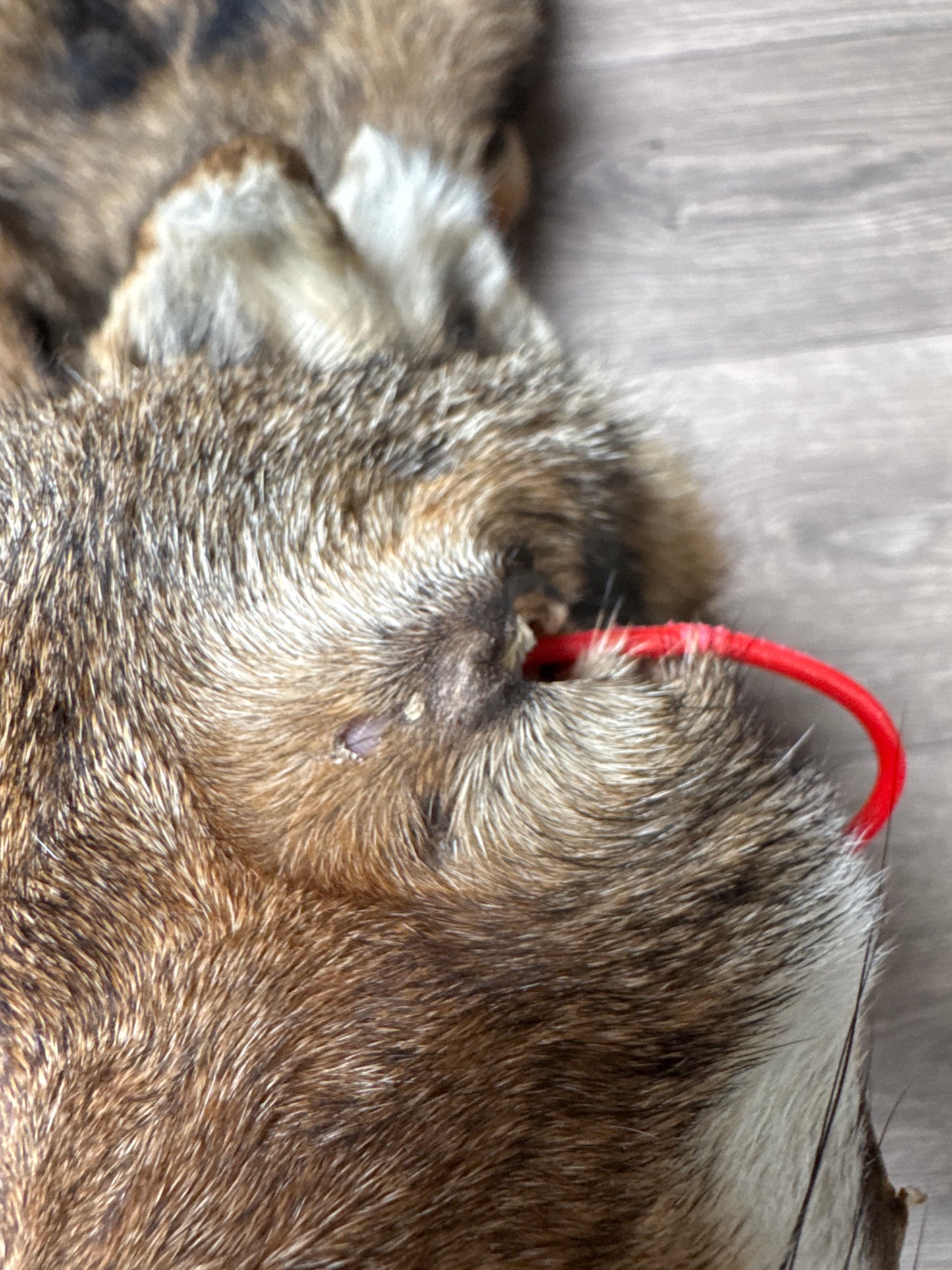 Male coyote mountable pelt (11)