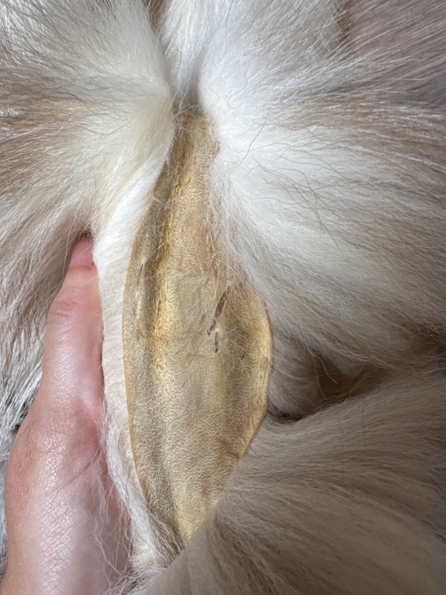 Smokey Snow Glow fox pelt (5)