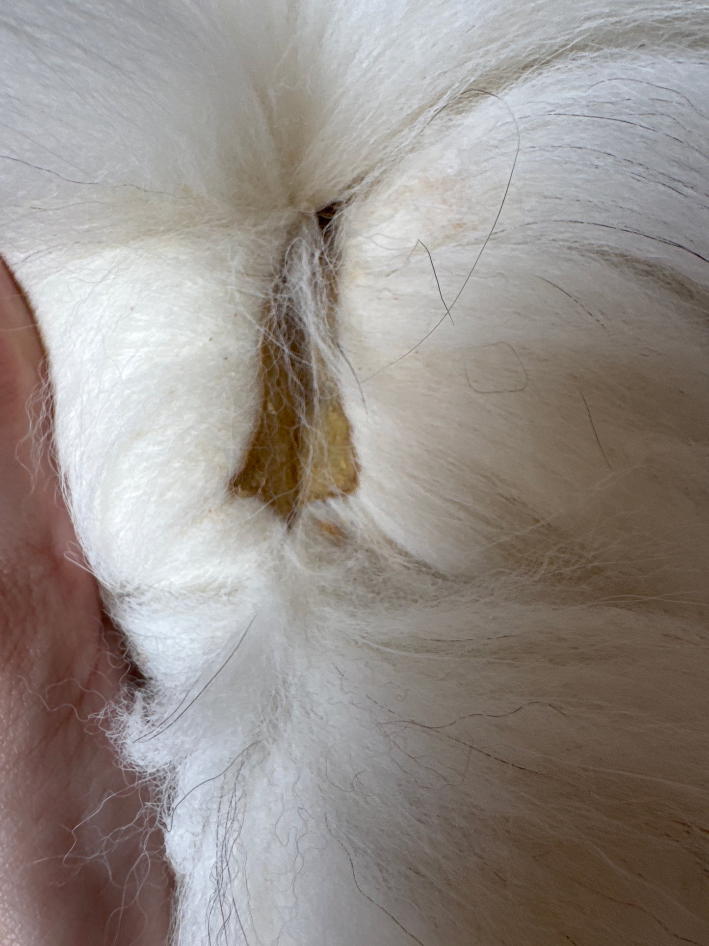 Sun Glow fox pelt (21)