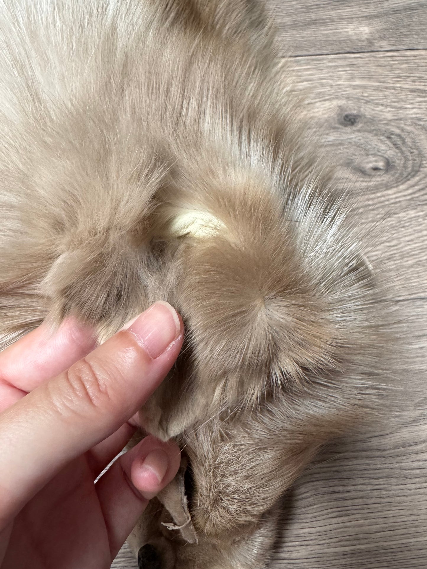 Amber fox pelt (4)