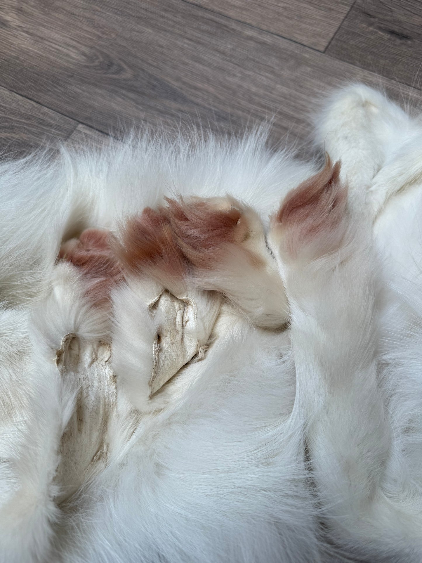 Male Arctic Marble fox mountable pelt (tag 67)