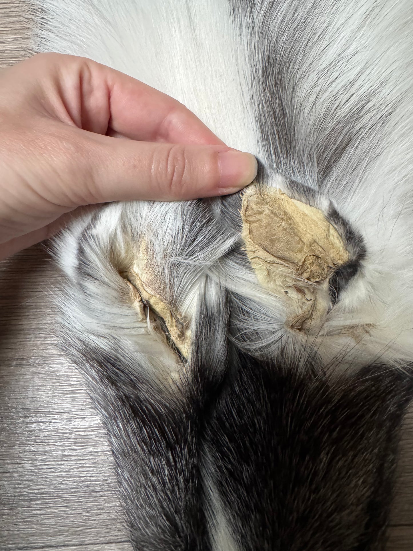 Marble Frost fox pelt (1) (extremely large pelt)